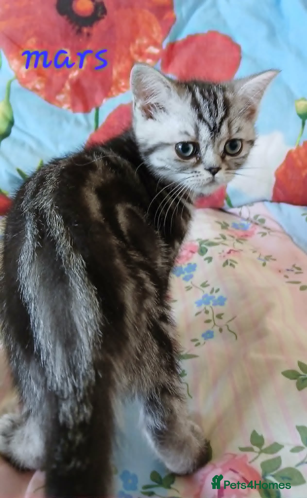 British Shorthair cats for sale: Bsh. Silver Classic Tabby . - Advert 15