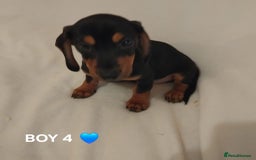 Dachshund dogs for sale: Pedigree miniature dachshunds - Image 14