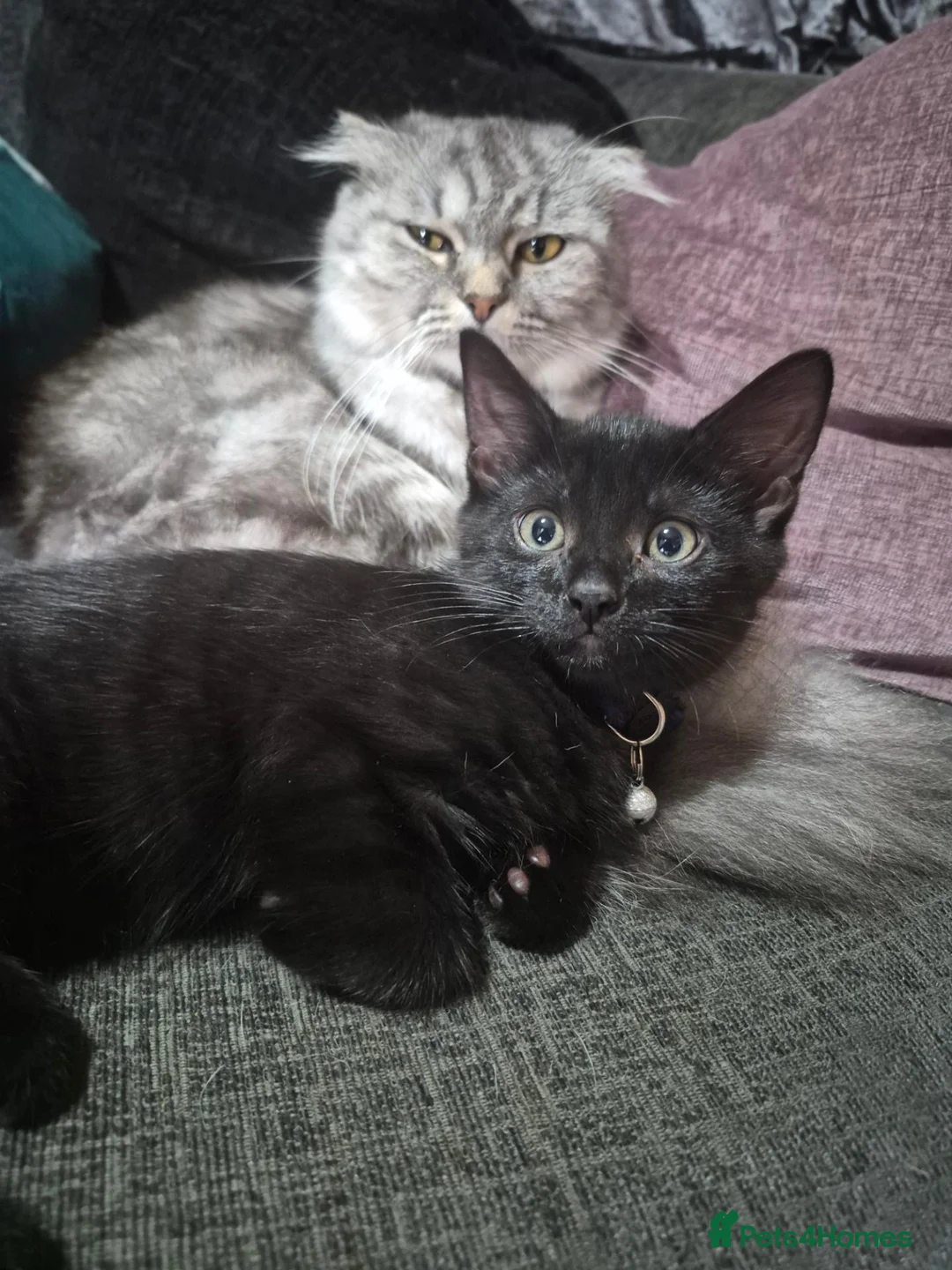 Mixed Breed cats for sale: 1 Black kitten left Girl - Advert 1