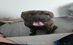 Mixed Breed dogs for sale: BRUNO - Image 1