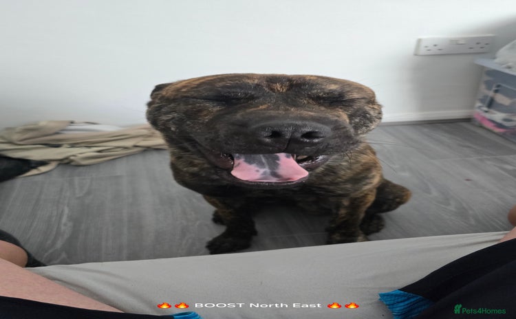 Mixed Breed dogs - Advert 5