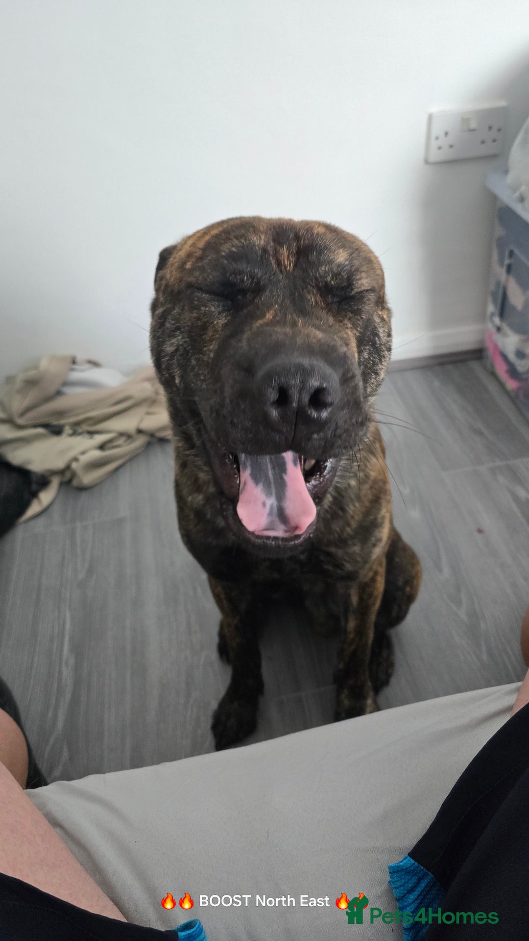Mixed Breed dogs for sale: BRUNO - Image 1