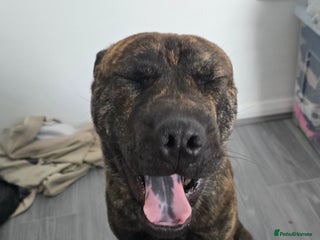 Mixed Breed dogs - Advert 28