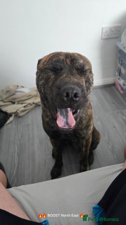 Mixed Breed dogs - Advert 4