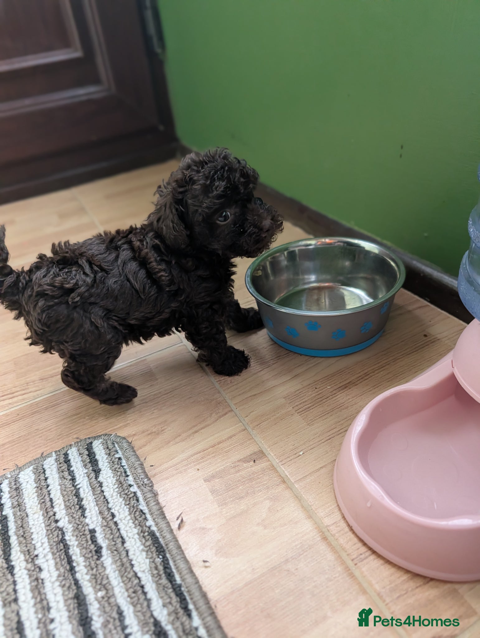 Toy Poodle dogs For sale Toy poodle puppies  - Advert 2
