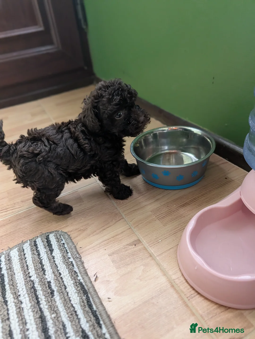 Toy Poodle dogs for sale: For sale Toy poodle puppies  - Advert 2