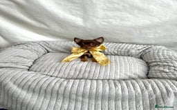 Chihuahua dogs for sale: ** Absolutely stunning tiny Chihuahuas ** - Image 19