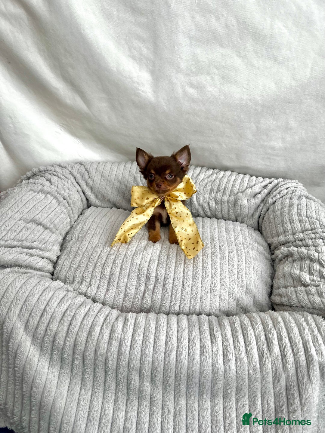 Chihuahua dogs for sale: ** Absolutely stunning tiny Chihuahuas ** - Image 19