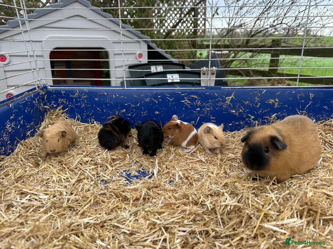 Guinea Pig rodents for sale: Beautiful litter of guinea pig pups - Advert 1