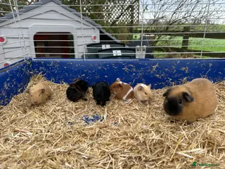 Guinea Pig rodents Beautiful litter of guinea pig pups - Advert 1
