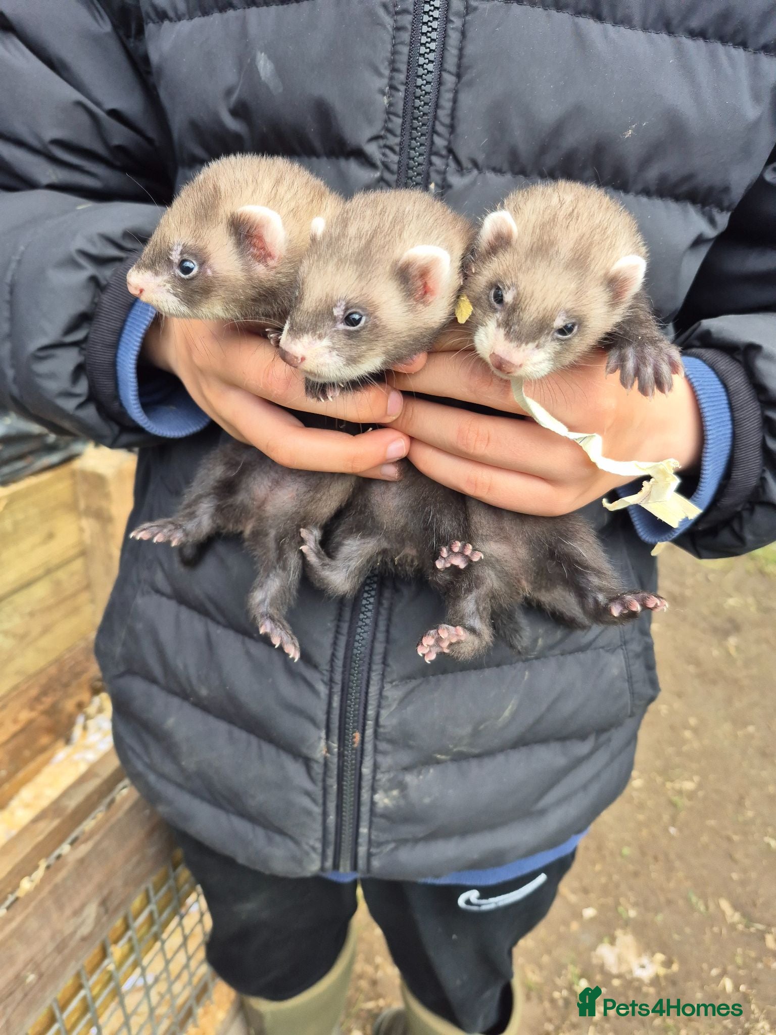 Ferret rodents Ferret kits  for sale  - Advert 1
