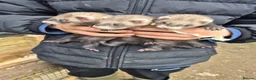 Ferret rodents for sale: Ferret kits  for sale  - Advert 1