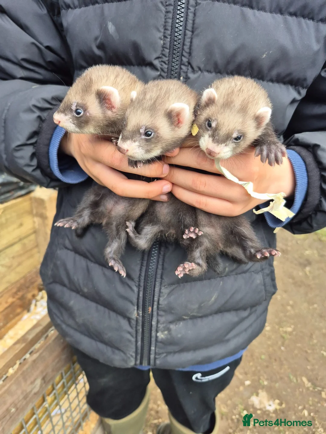 Ferret rodents for sale: Ferret kits  for sale  - Advert 1
