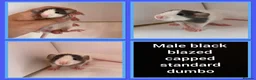 Rat rodents for sale: Adorable baby rats for sale  - Advert 16