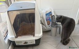 British Shorthair cats for sale: 7-Month-Old Grey British Shorthair  - Advert 7