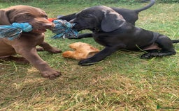 Mixed Breed dogs for sale: Vizlador x Weimaraner puppies - Image 16