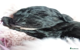 Sheepadoodle dogs for sale: Mini Sheepadoodle the wait is over!  - Image 33