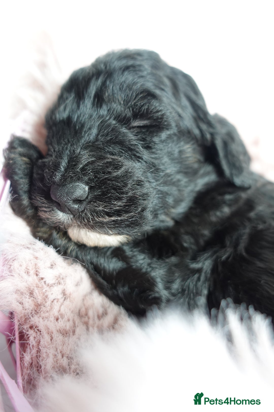 Sheepadoodle dogs for sale: Mini Sheepadoodle the wait is over!  - Image 33