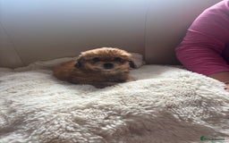 Shih Tzu dogs for sale: Shih tzu cross Yorkshire terrier - Image 2