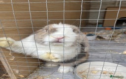 Mini Lop rabbits for sale: Male mini lop  - Image 2