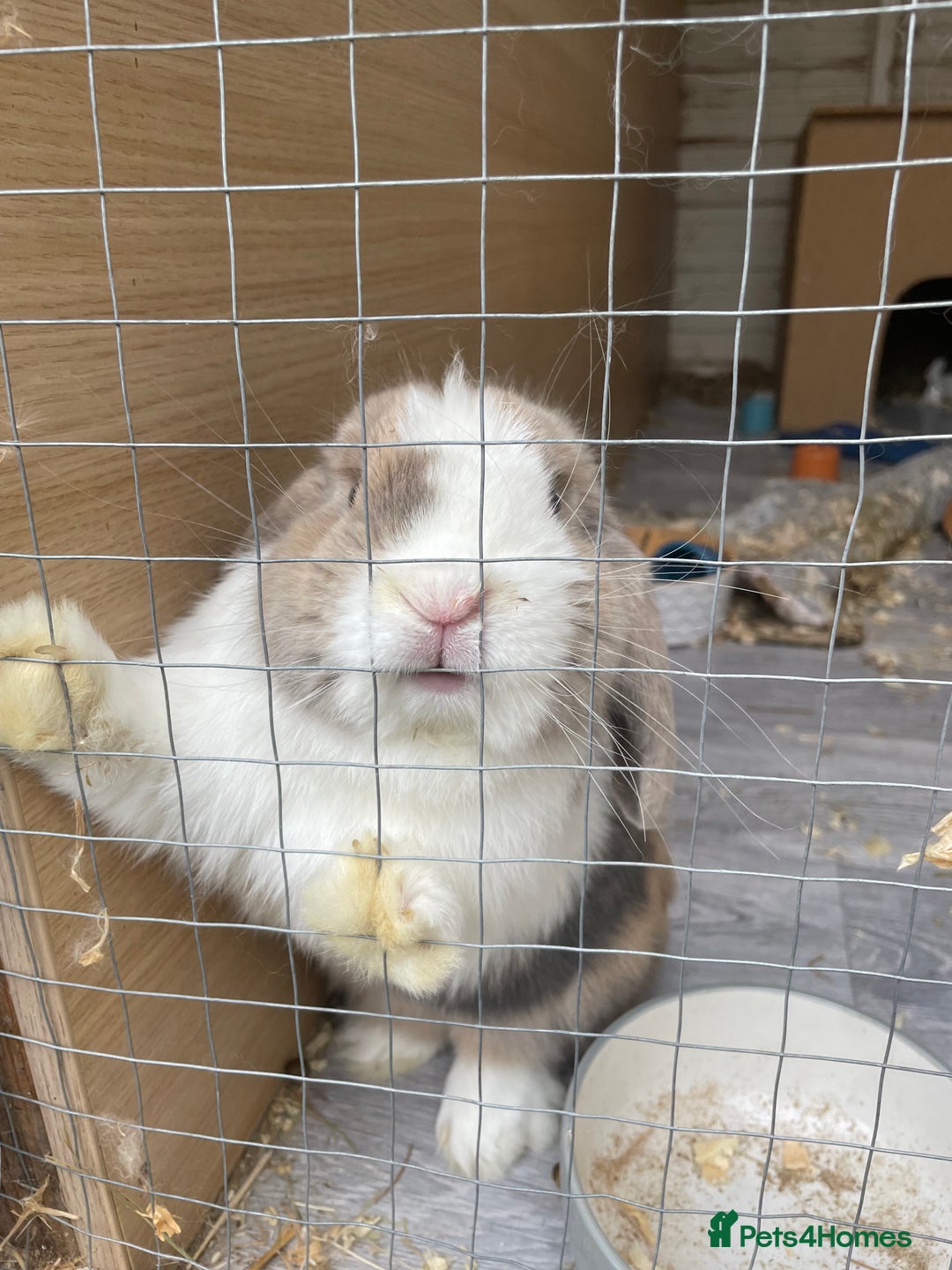 Mini Lop rabbits for sale: Male mini lop  - Image 2
