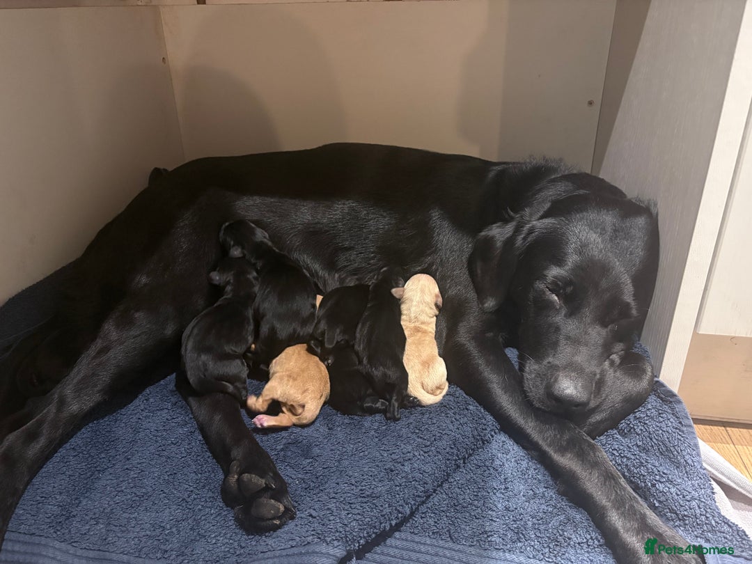 Labrador Retriever dogs for sale: Beautiful Pedigree Labrador Puppies - Advert 13