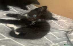 British Shorthair cats for sale: 6 litter mixed domestic kittens  - Image 4