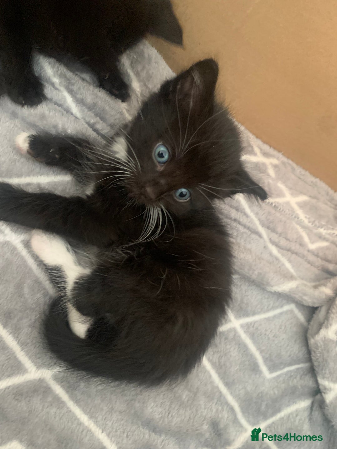British Shorthair cats for sale: 6 litter mixed domestic kittens  - Image 4