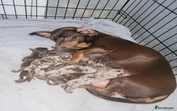 Dachshund dogs for sale: Beautiful Chocolate & Dapple Dachshund Pups - Image 2