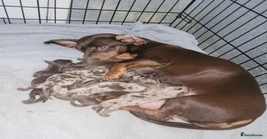 Dachshund dogs - Advert 6