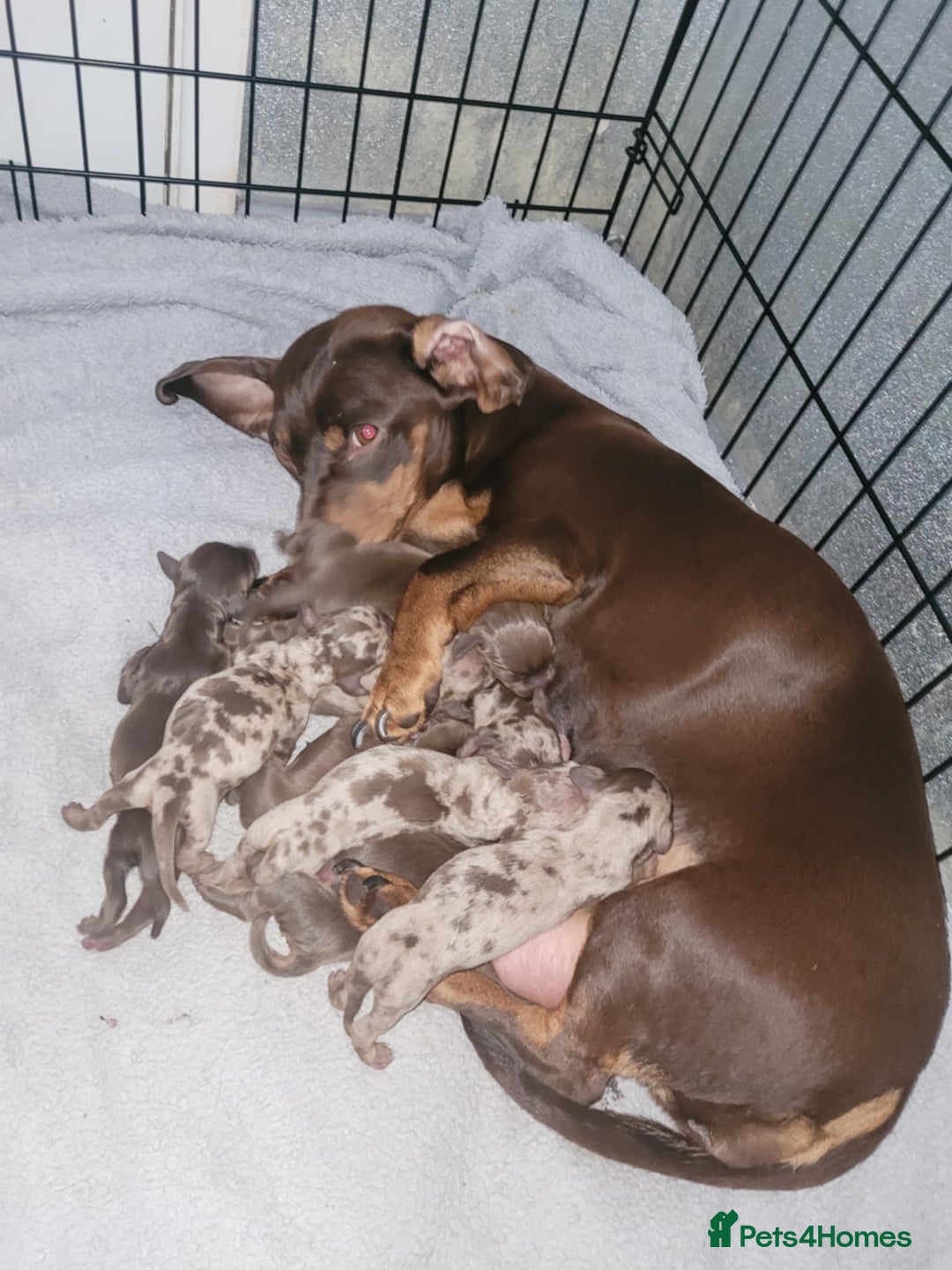 Dachshund dogs for sale: Beautiful Chocolate & Dapple Dachshund Pups - Image 2