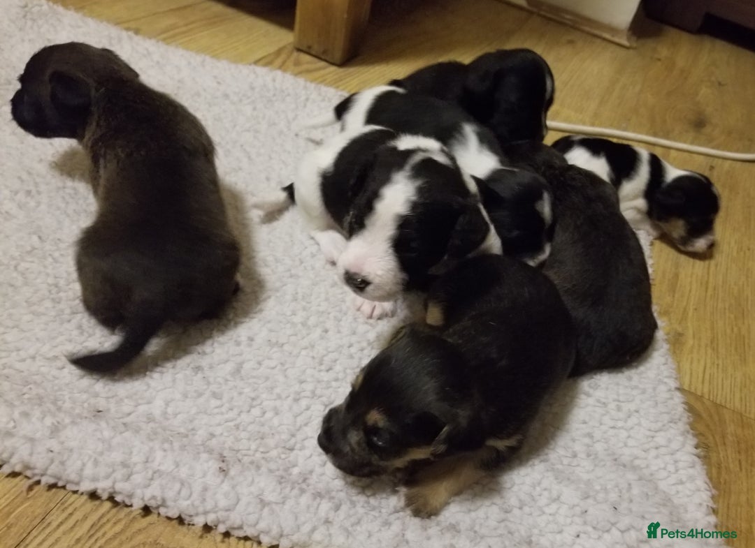 Jackapoo dogs for sale: Jackapoo puppies - Image 14