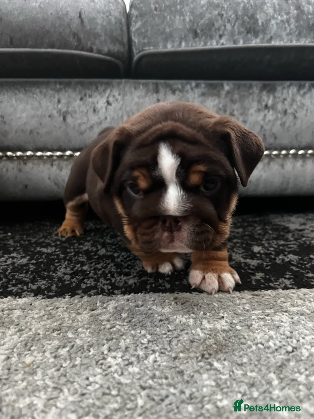 English Bulldog dogs for stud: Mister kylo in Southampton - Advert 24