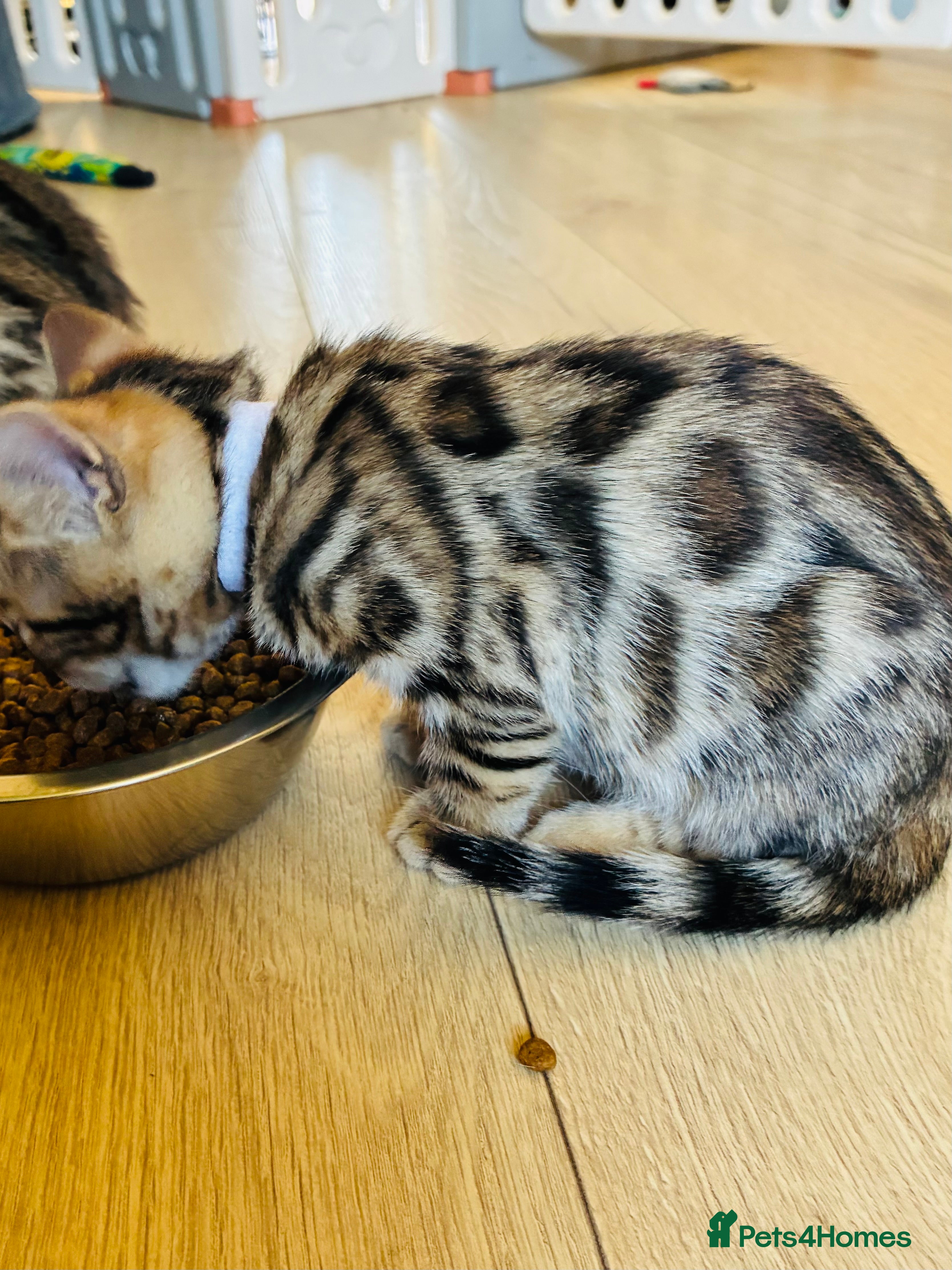 Bengal cats *READY TO GO* Beautiful Bengal Kittens - Advert 2