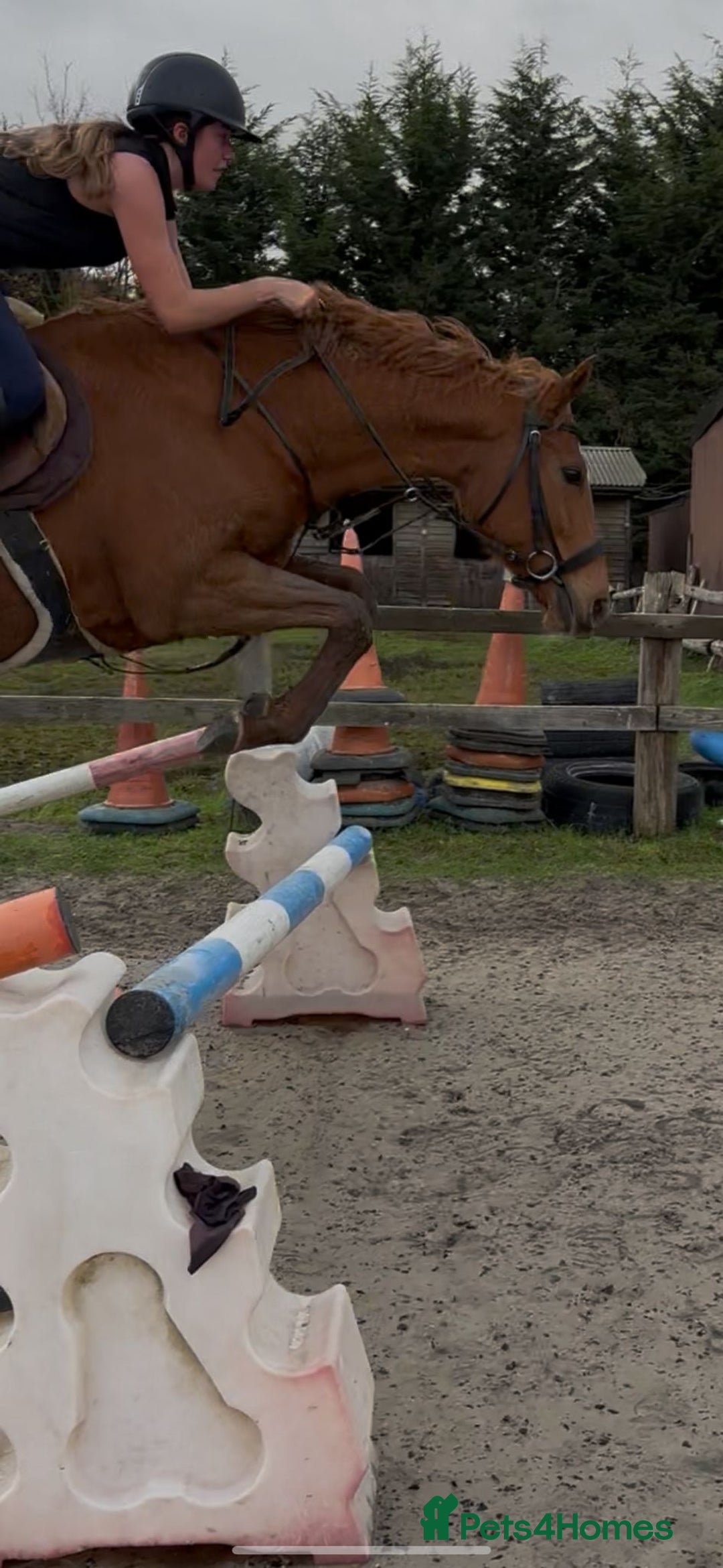 English Thoroughbred horses for sale: Super safe anyones ride - Advert 4