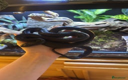 Snake reptiles for sale: Black Mexican King Snake Female - Image 3