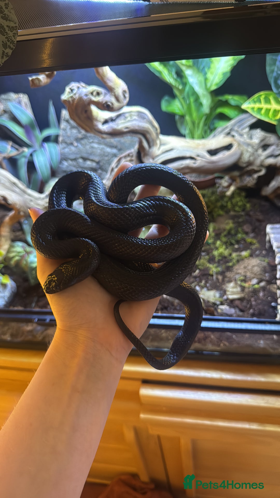 Snake reptiles for sale: Black Mexican King Snake Female - Image 3