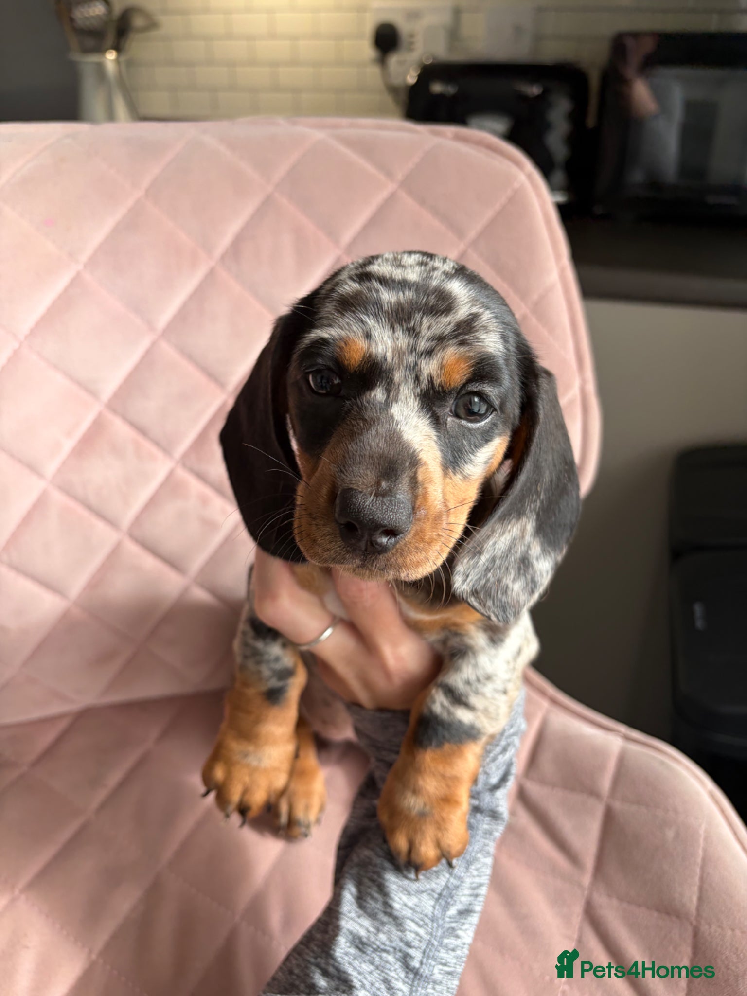 Miniature Dachshund dogs READY TO GO TODAY! KC registered Miniature - Advert 4
