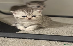 Scottish Fold cats for sale: 🐾 Adorable Scottish Straight kittens  - Image 4