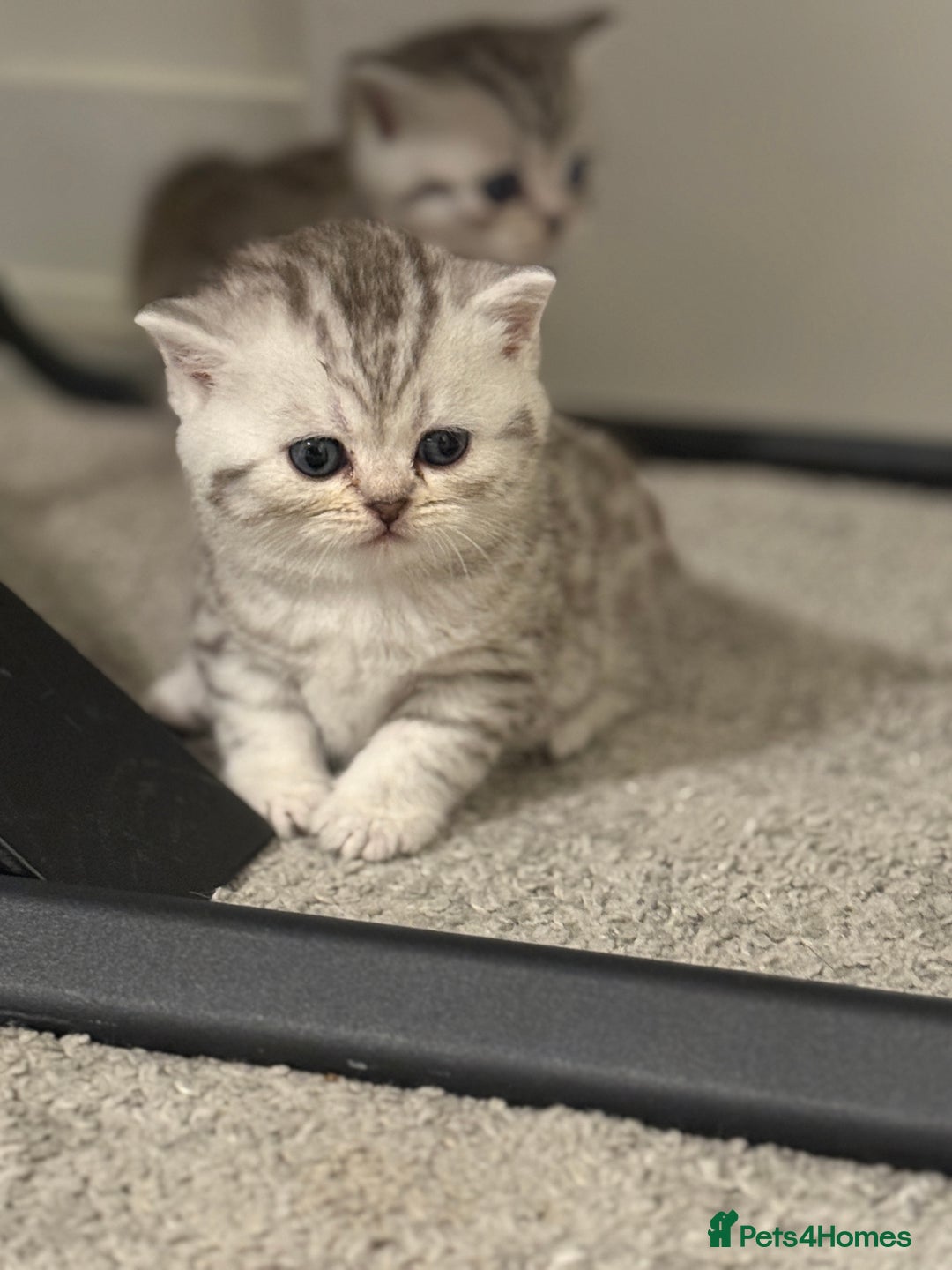 Scottish Fold cats for sale: 🐾 Adorable Scottish Straight kittens  - Image 4