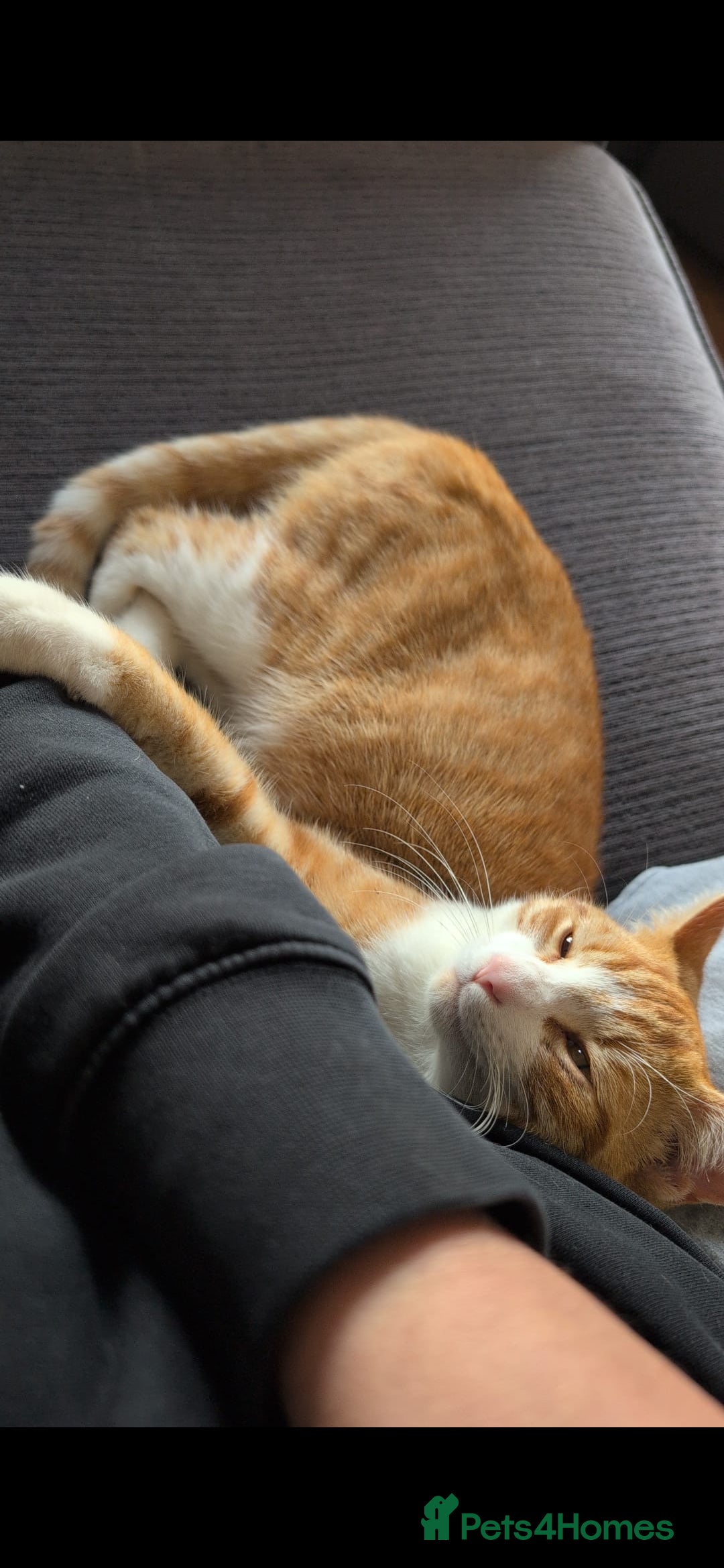 Mixed Breed cats for sale: Ginger adult male  - Advert 3