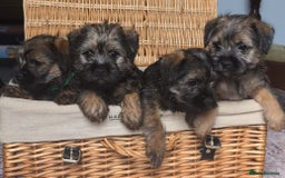 Border Terrier dogs for sale: HOME BRED GRIZZLY BORDER BOYS - Image 1