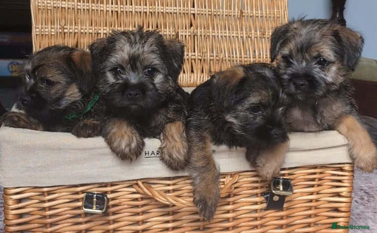 Border Terrier dogs - Advert 6