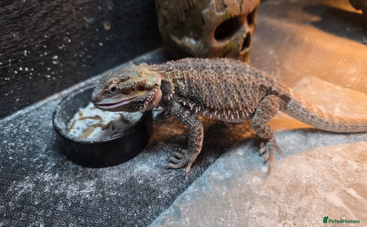 Bearded Dragon reptiles - Advert 8