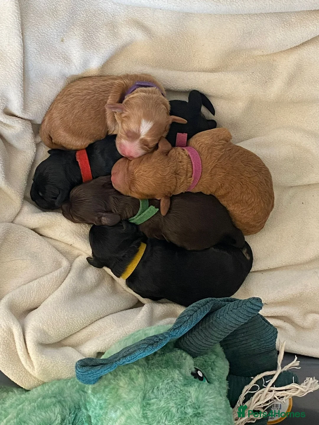 Cockapoo dogs for stud: DNA tested F1 Cockapoo stud  in London - Advert 7