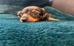 Miniature Dachshund dogs for sale: Stunning kc reg miniature dachshunds  - Image 16