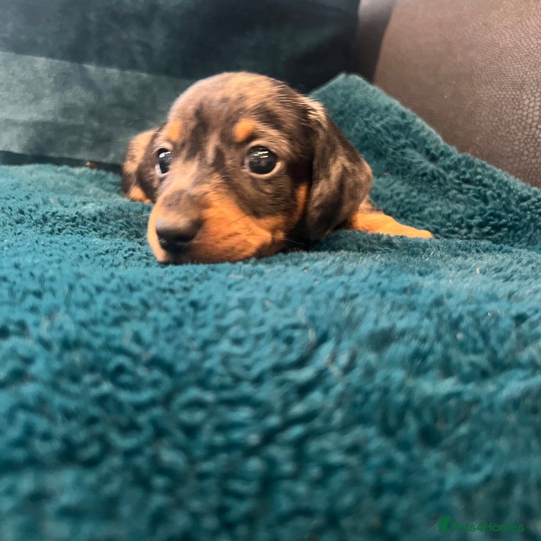 Miniature Dachshund dogs for sale: Stunning kc reg miniature dachshunds  - Image 16