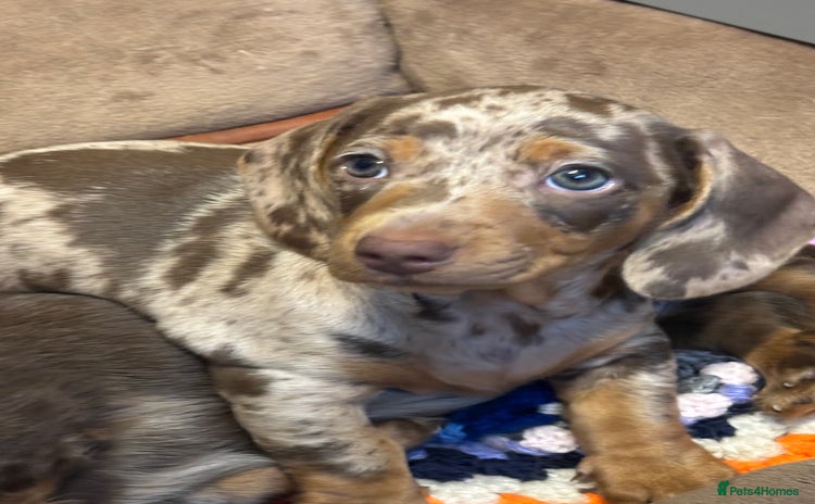 Dachshund dogs - Advert 2