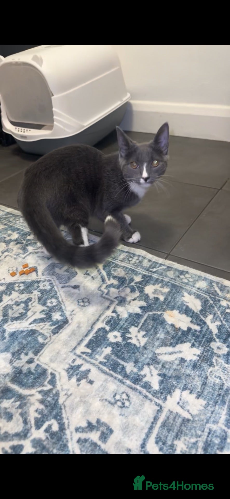 Mixed Breed cats Cat for sale - Advert 2