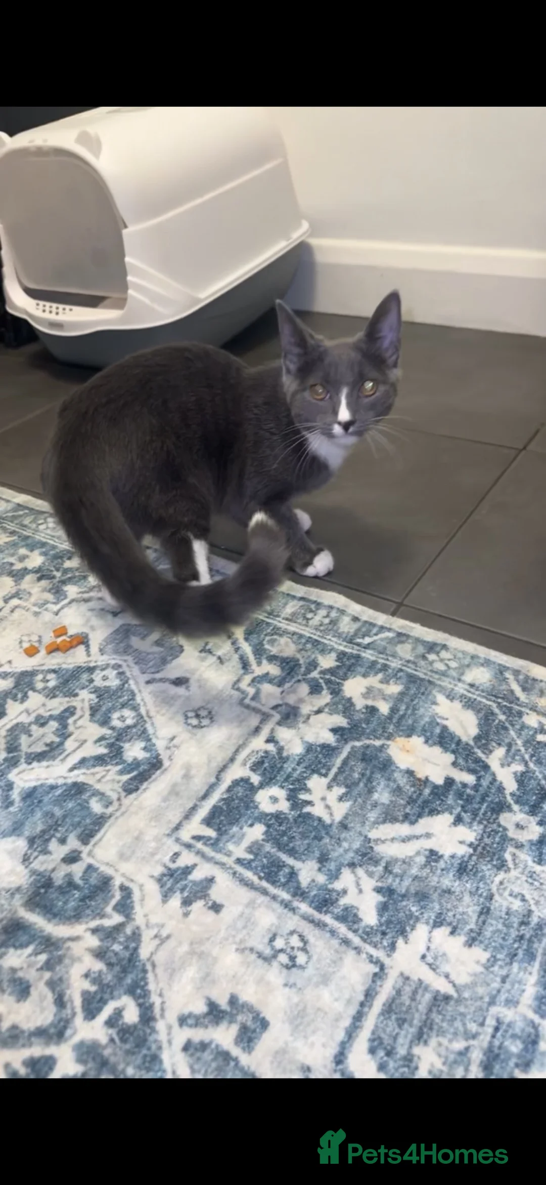 Mixed Breed cats for sale: Cat for sale in London - Advert 1